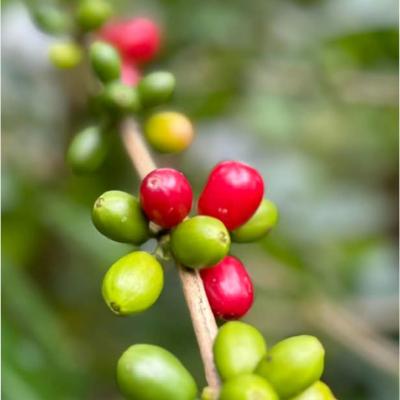 Cafe Cereza